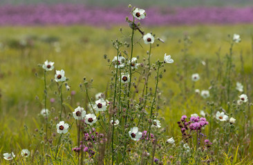 Field of flowers in South Africa