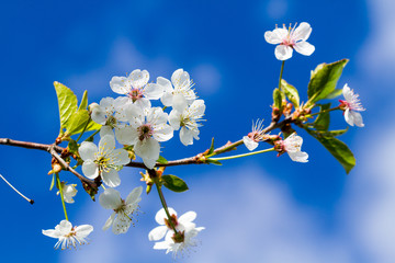 Blooming cherry tree