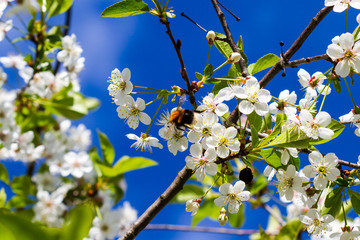 Blooming cherry tree