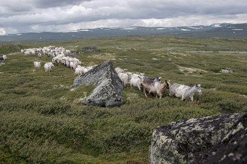 Schweden / Norwegen Reise