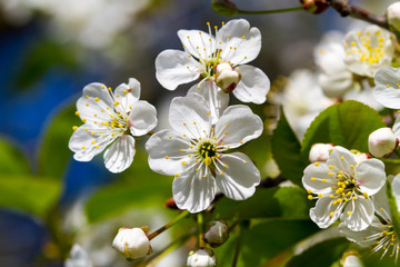 Blooming cherry tree