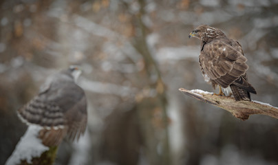 A common buzzard watches a mantling goshawk