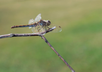Beautiful dragonfly sits on a dry branch on a background of grass