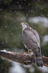 Wild goshawk watching the snow