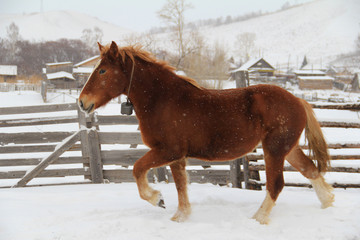 Red horse walking in the snow in the village
