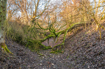 fallen tree blocking path in the forest