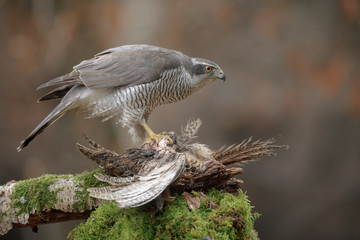 Northern goshawk with pheasant