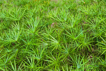 bunch of Cyperus imbricatus bush in nature habitat.