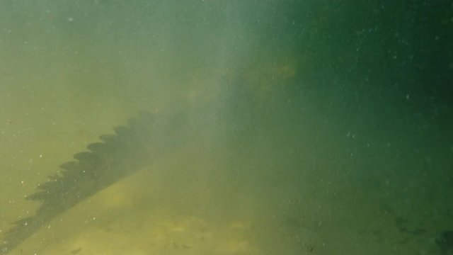 Predator in water, wild Alligator American saltwater crocodile underwater extreme 4k shot