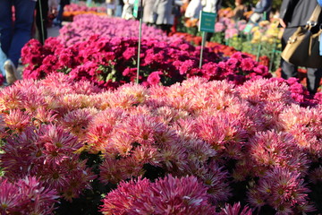 KRIMEA Nikitsky Botanicai garden is the parade of chrysanthemums