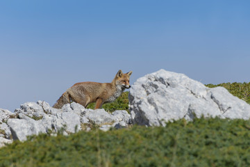 Fox in the national park of Abruzzo