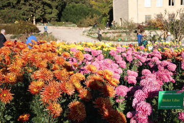 KRIMEA Nikitsky Botanicai garden is the parade of chrysanthemums