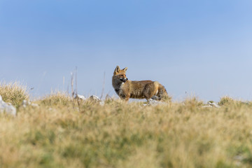 Fox in the national park of Abruzzo
