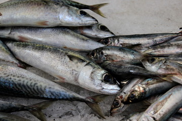 Fisch auf dem Fischmarkt