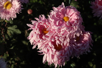 KRIMEA Nikitsky Botanicai garden is the parade of chrysanthemums