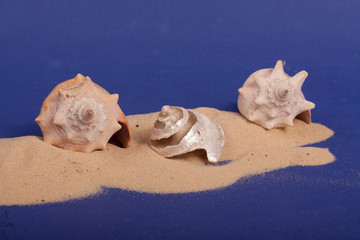 Obraz na płótnie Canvas sea shells with sand on a purple background
