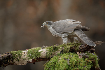Northern goshawk with a beak full of feathers
