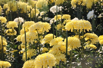 KRIMEA Nikitsky Botanicai garden is the parade of chrysanthemums