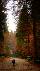 Colorfull Cansiglio forest in autumn.
The ancient Forest of the Doges of the Republic of Venice.