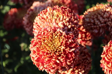 KRIMEA Nikitsky Botanicai garden is the parade of chrysanthemums