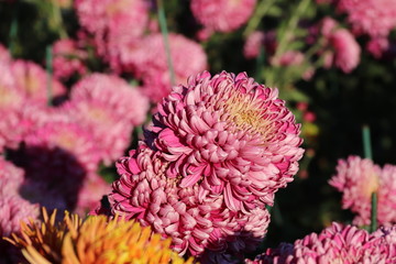 KRIMEA Nikitsky Botanicai garden is the parade of chrysanthemums
