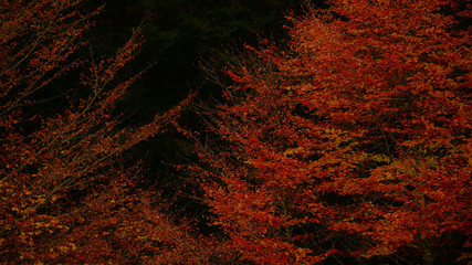 Colorfull Cansiglio forest in autumn.
The ancient Forest of the Doges of the Republic of Venice.