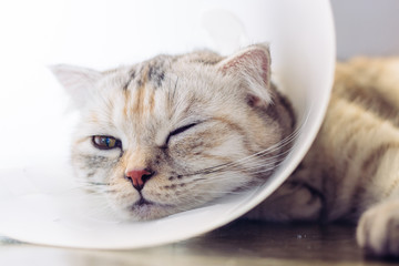 Cat wearing a protective buster collar