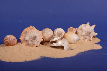 sea shells with sand on a purple background