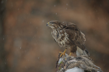 Winter buzzard with prey