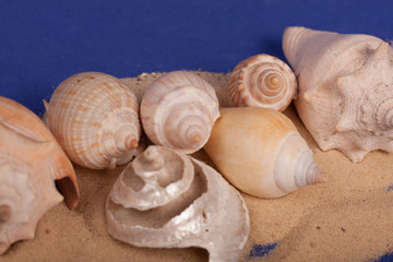 sea shells with sand on a purple background