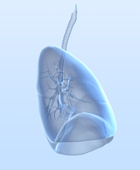 Human lungs with bronchia and trachea, medically 3D illustration