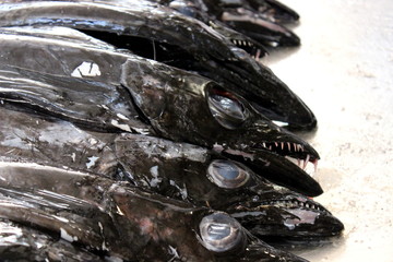 schwarzer Degenfisch