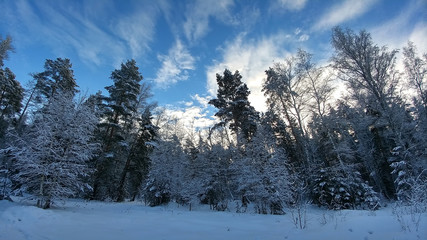 Winter snowy landscape in forest. Beautiful blue sky with clouds.
