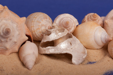 sea shell with sand on a purple background