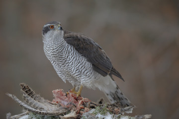 Male goshawk with prey