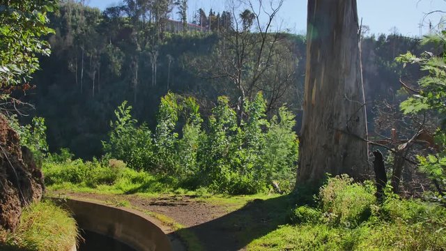 Levada  dos Tornos, Madeira. Beautiful footpath in spring sunlight.