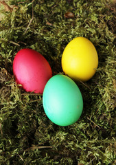 Spring eggs easter moss grass yellow pink green