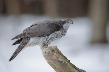 Winter goshawk