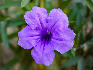 Purple Ruellia tuberosa flower in the garden, Ruellia