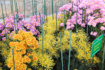 KRIMEA Nikitsky Botanicai garden is the parade of chrysanthemums