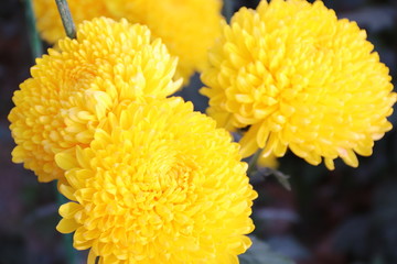 KRIMEA Nikitsky Botanicai garden is the parade of chrysanthemums