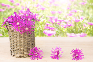 Carpobrotus acinaciformis flower in a wicker basket on a wooden table