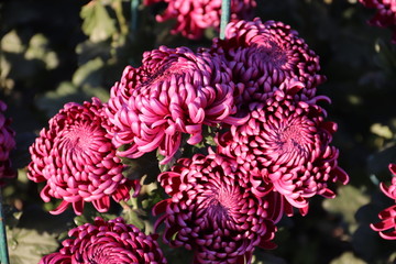 KRIMEA Nikitsky Botanicai garden is the parade of chrysanthemums