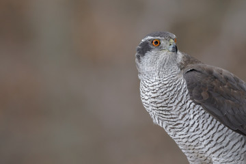 Wild male northern goshawk close-up