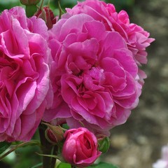 Summer flowers in an English Country Cottage garden.