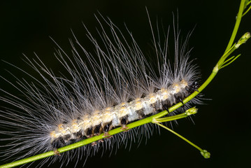 Caterpillar on Asparagus