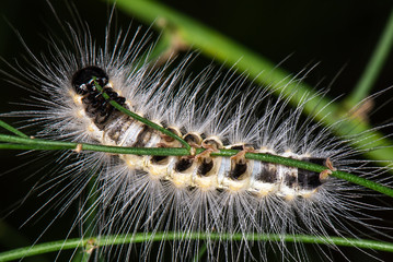 Caterpillar Feet