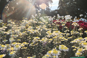 KRIMEA Nikitsky Botanicai garden is the parade of chrysanthemums