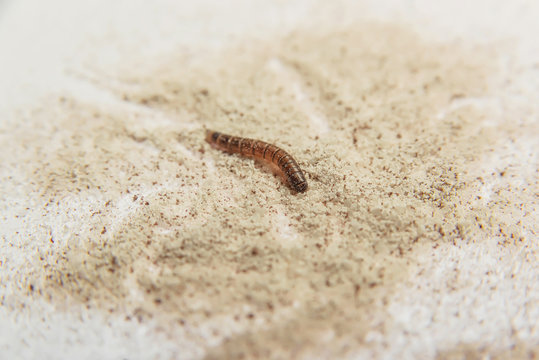 Mealworm. Parasites in products. Flour beetle. Brown-yellow larvae. Feed insect. Pest. Spoiled food. Flour. Sprouted coffee three in one. - Powered by Adobe