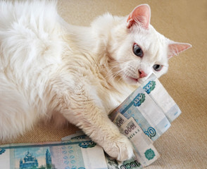 White cat and Russian money. White salary concept.